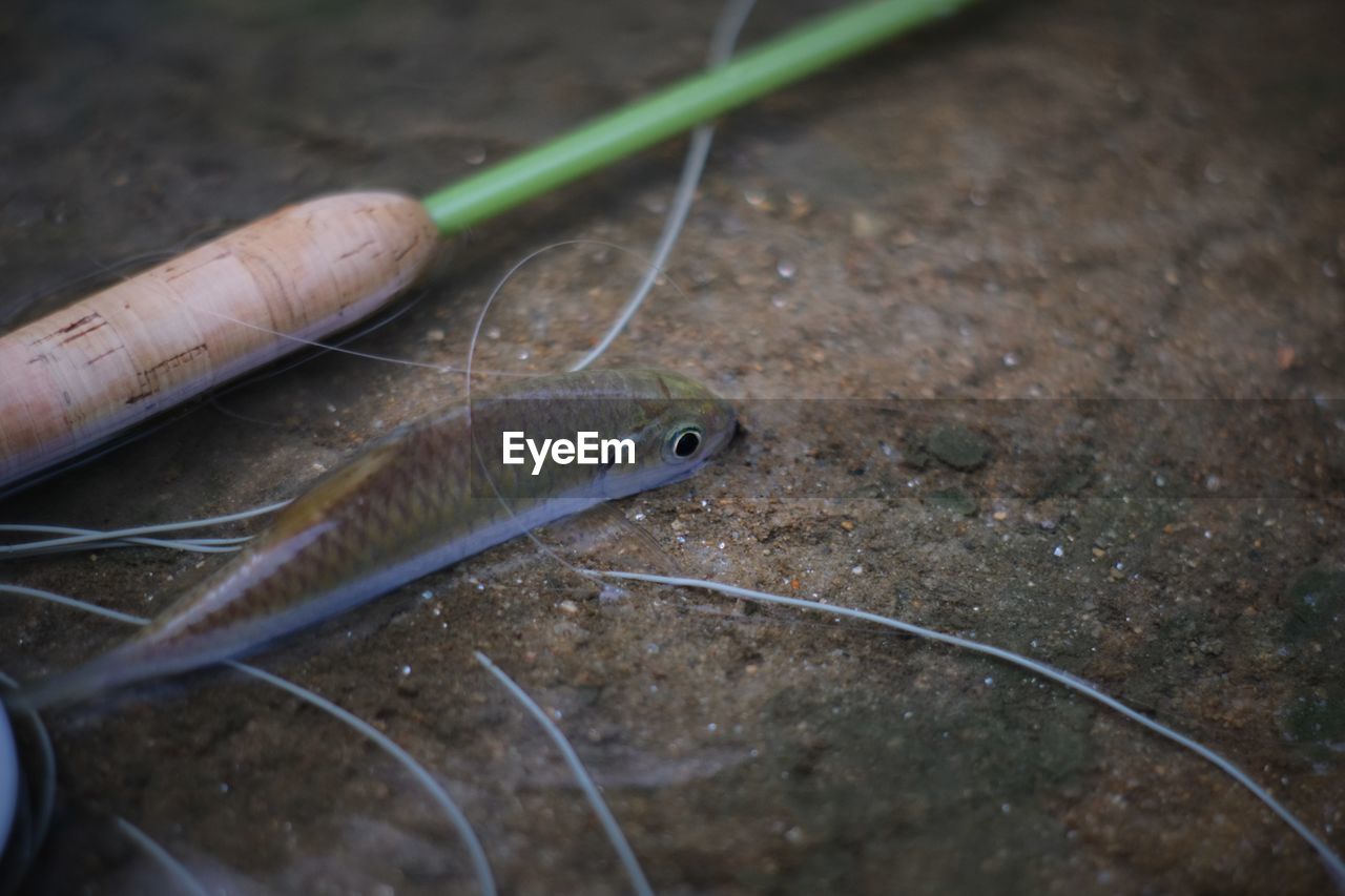 Close-up of fish on field