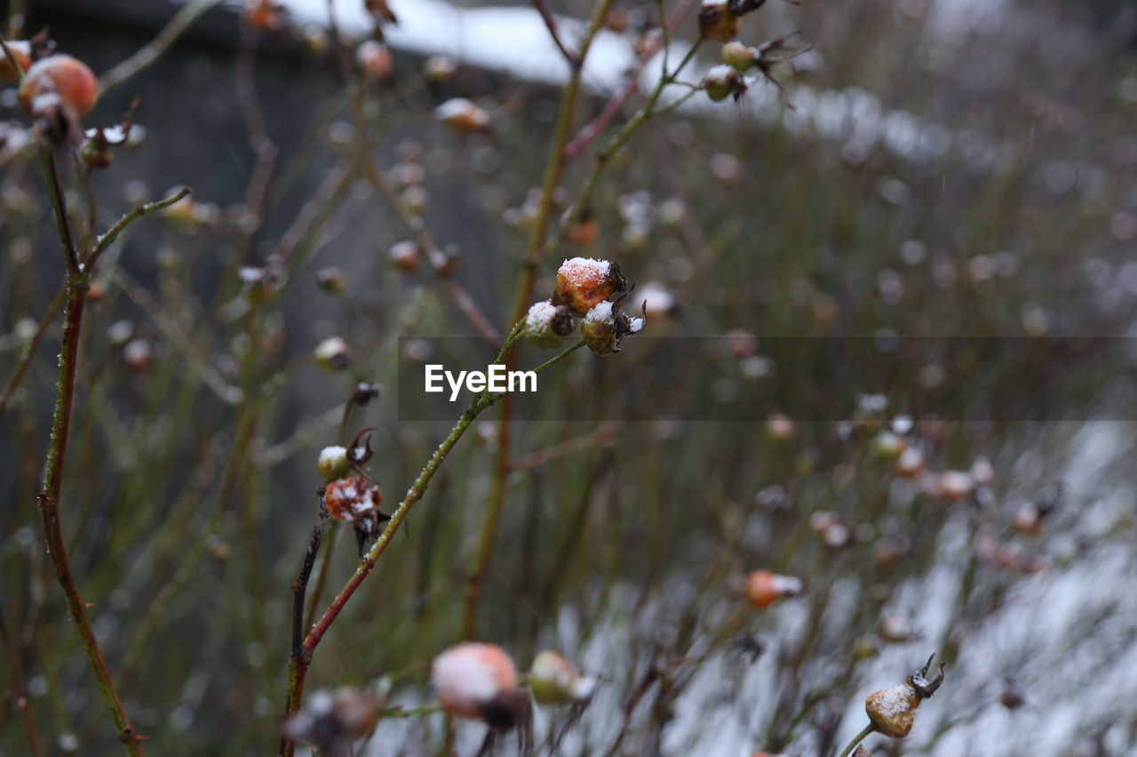 Close-up of flowers on plant