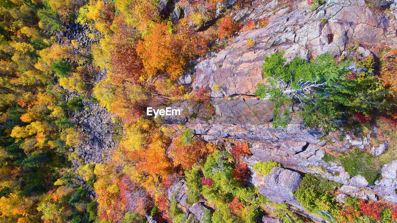 autumn, plant, tree, beauty in nature, no people, day, nature, leaf, growth, tranquility, full frame, multi colored, scenics - nature, land, high angle view, outdoors, backgrounds, woodland, non-urban scene, rock, flower, tranquil scene, idyllic, plant part, yellow, environment, green, forest, orange color