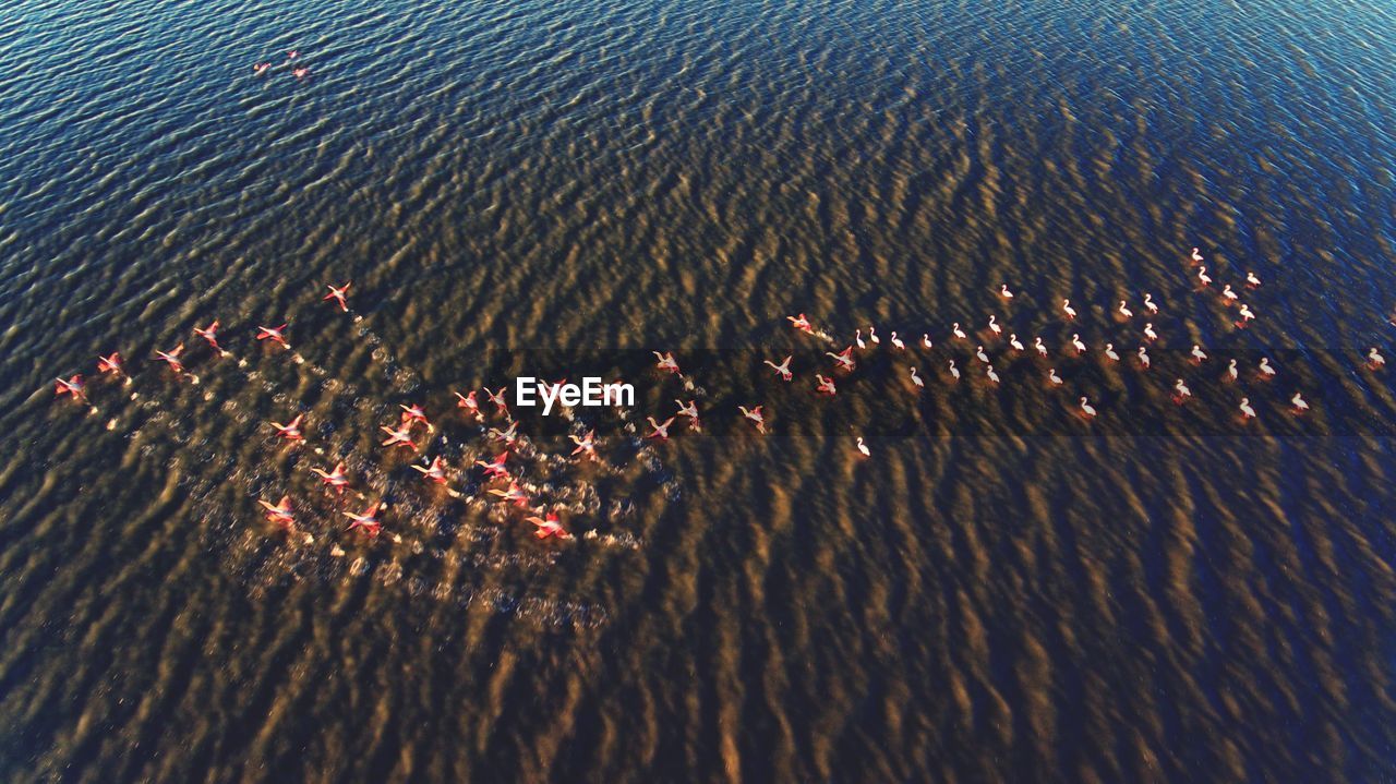 HIGH ANGLE VIEW OF STARFISH ON SEA