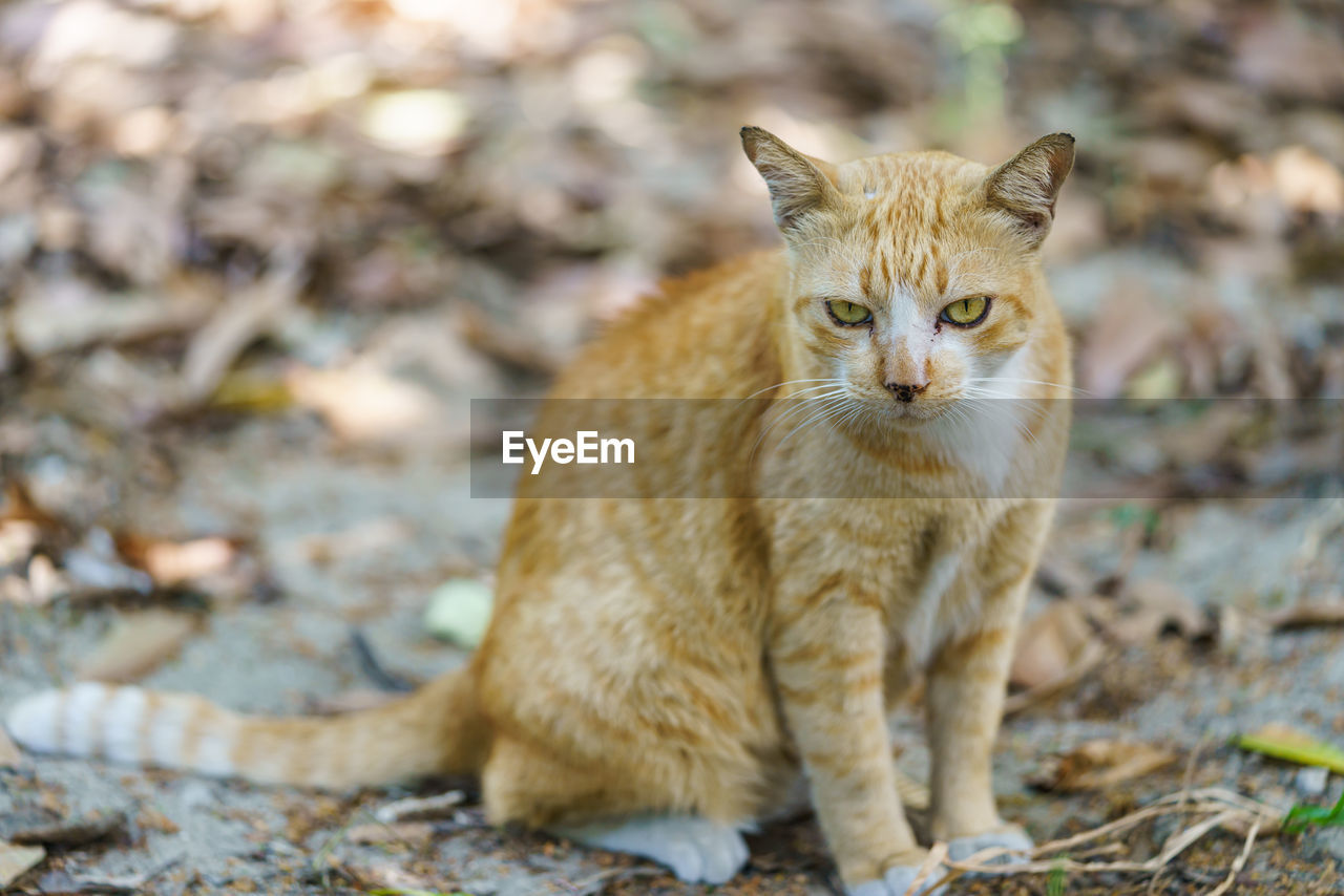 PORTRAIT OF CAT SITTING BY FIELD