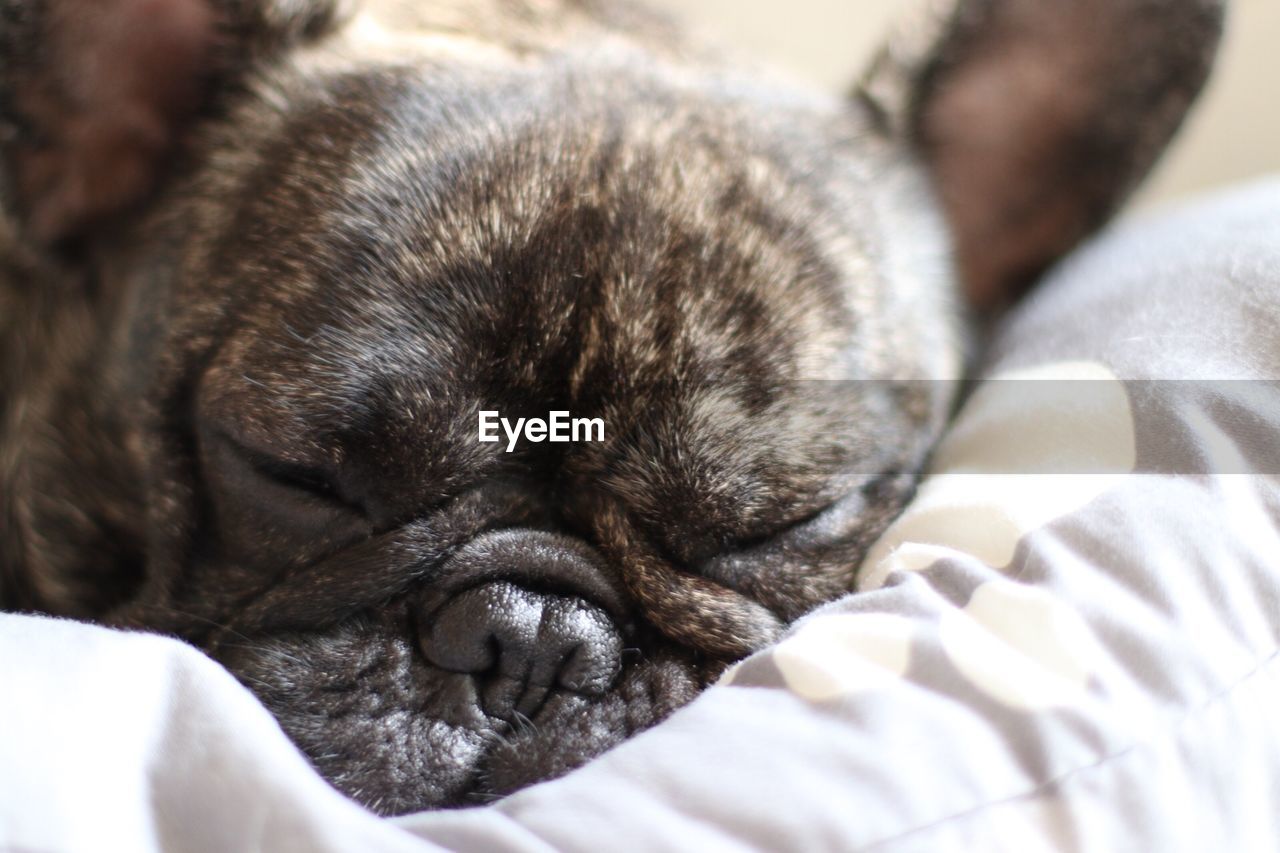 CLOSE-UP OF A SLEEPING DOG