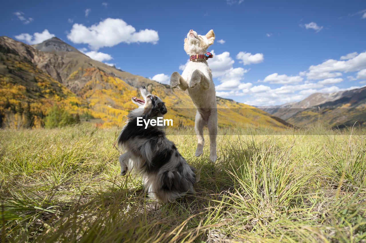 Dogs jumping on field against sky