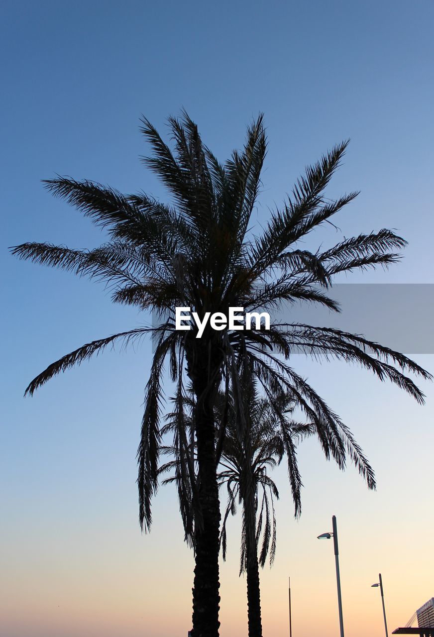 Silhouette palm trees at sunset