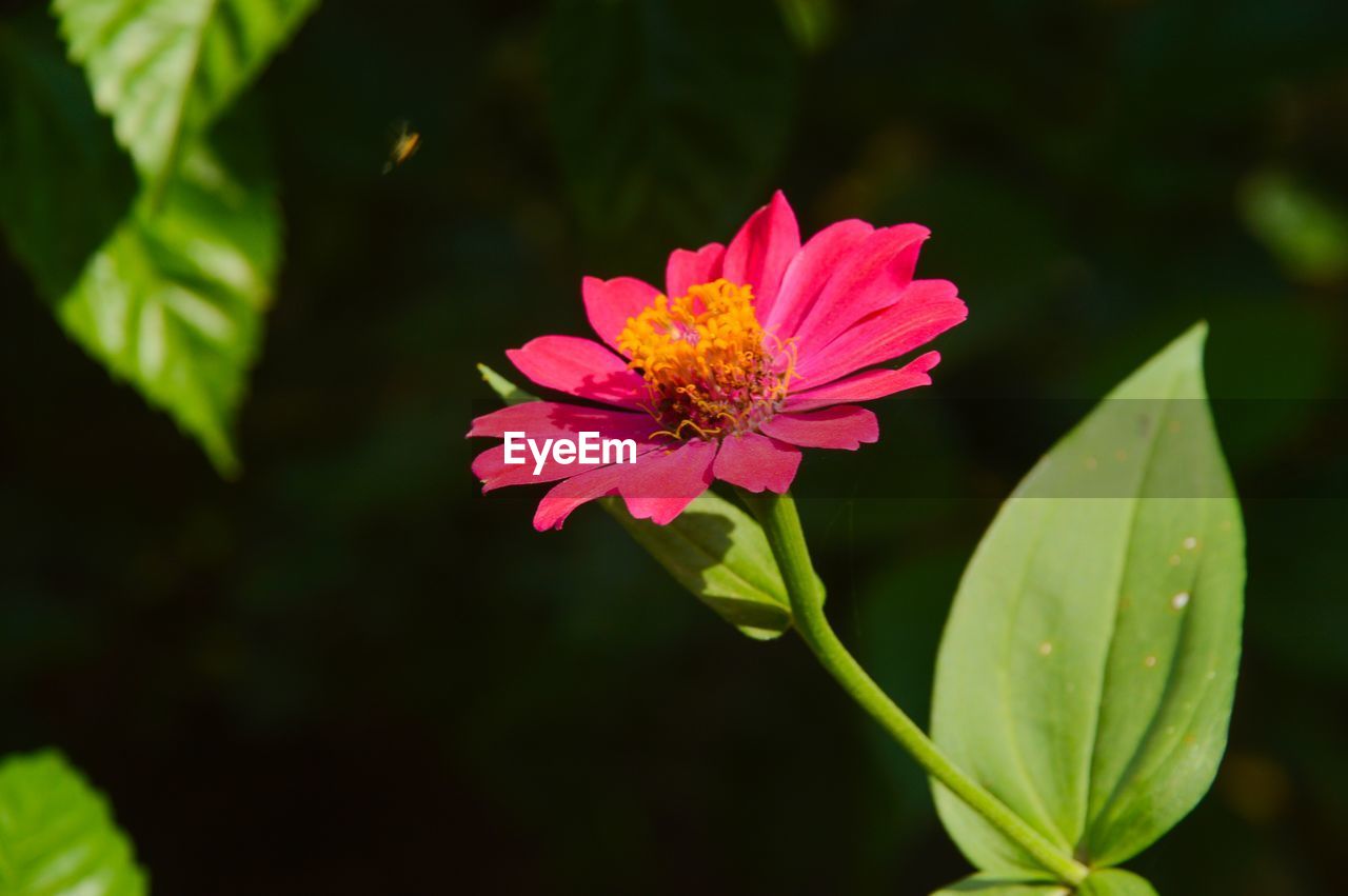 flower, flowering plant, plant, beauty in nature, freshness, nature, macro photography, petal, flower head, close-up, pink, fragility, plant part, leaf, inflorescence, green, blossom, yellow, growth, wildflower, no people, pollen, outdoors, animal wildlife, focus on foreground, botany, plant stem, magenta