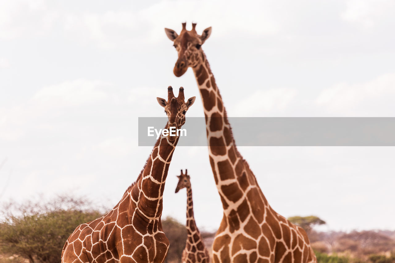 Giraffes standing against sky