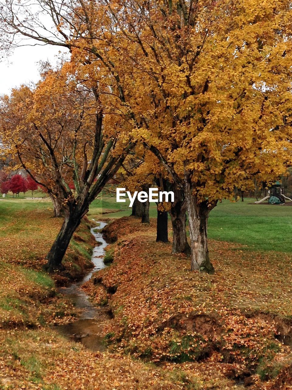 TREES ON FIELD IN PARK