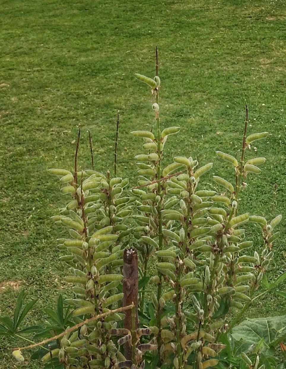 PLANTS GROWING IN FIELD