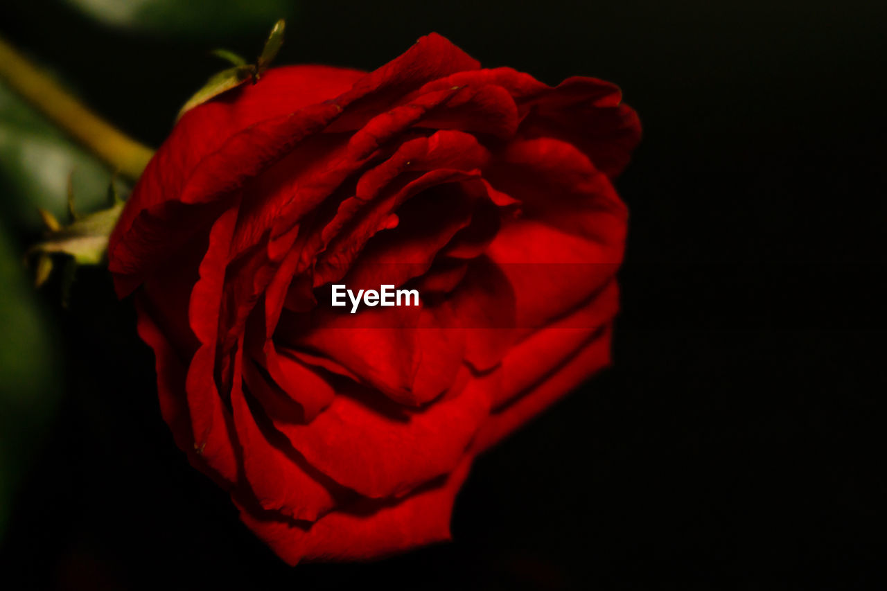 CLOSE-UP OF RED ROSE IN BLACK BACKGROUND