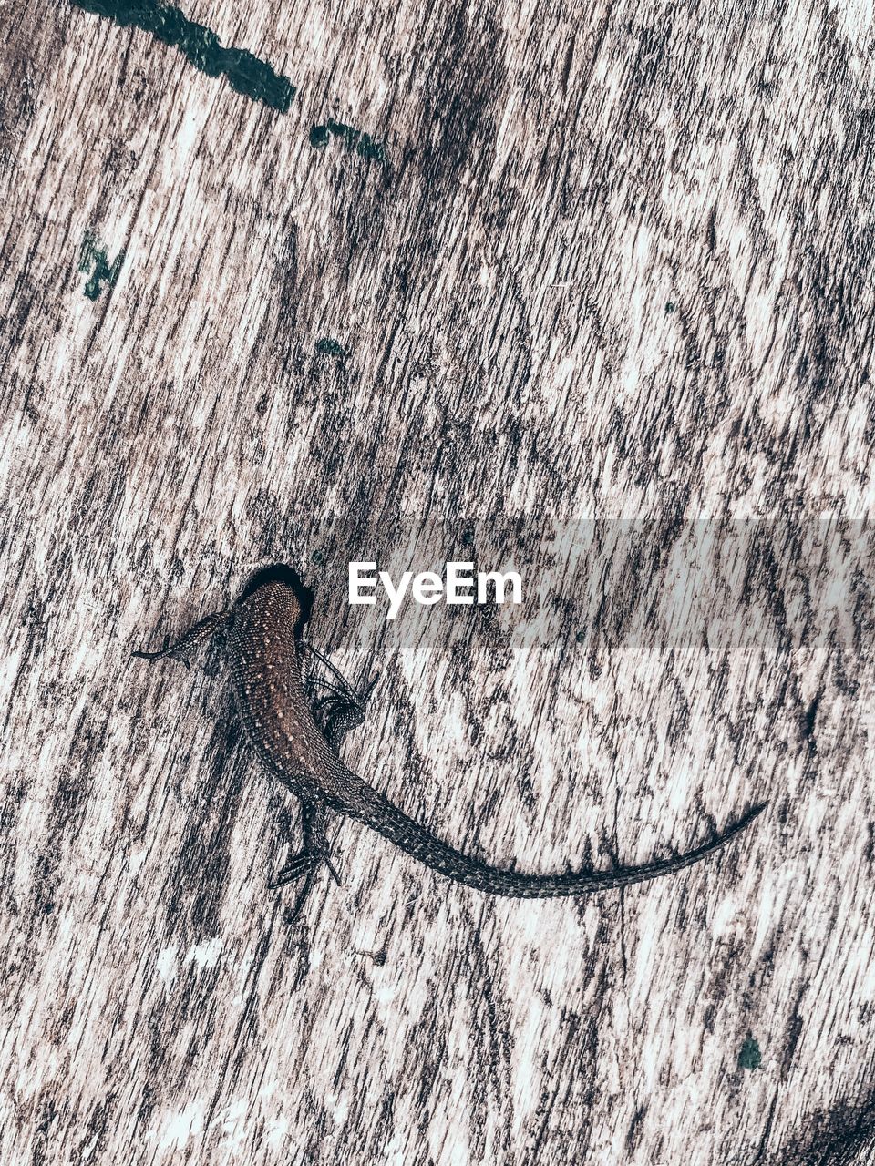 HIGH ANGLE VIEW OF A LIZARD ON TREE