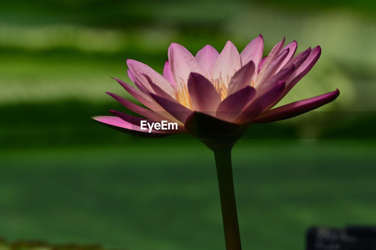 flower, flowering plant, plant, freshness, beauty in nature, water lily, petal, close-up, inflorescence, flower head, fragility, nature, pink, lake, lotus water lily, green, focus on foreground, growth, water, macro photography, plant stem, no people, aquatic plant, lily, leaf, outdoors, blossom, proteales, plant part, yellow, day, springtime