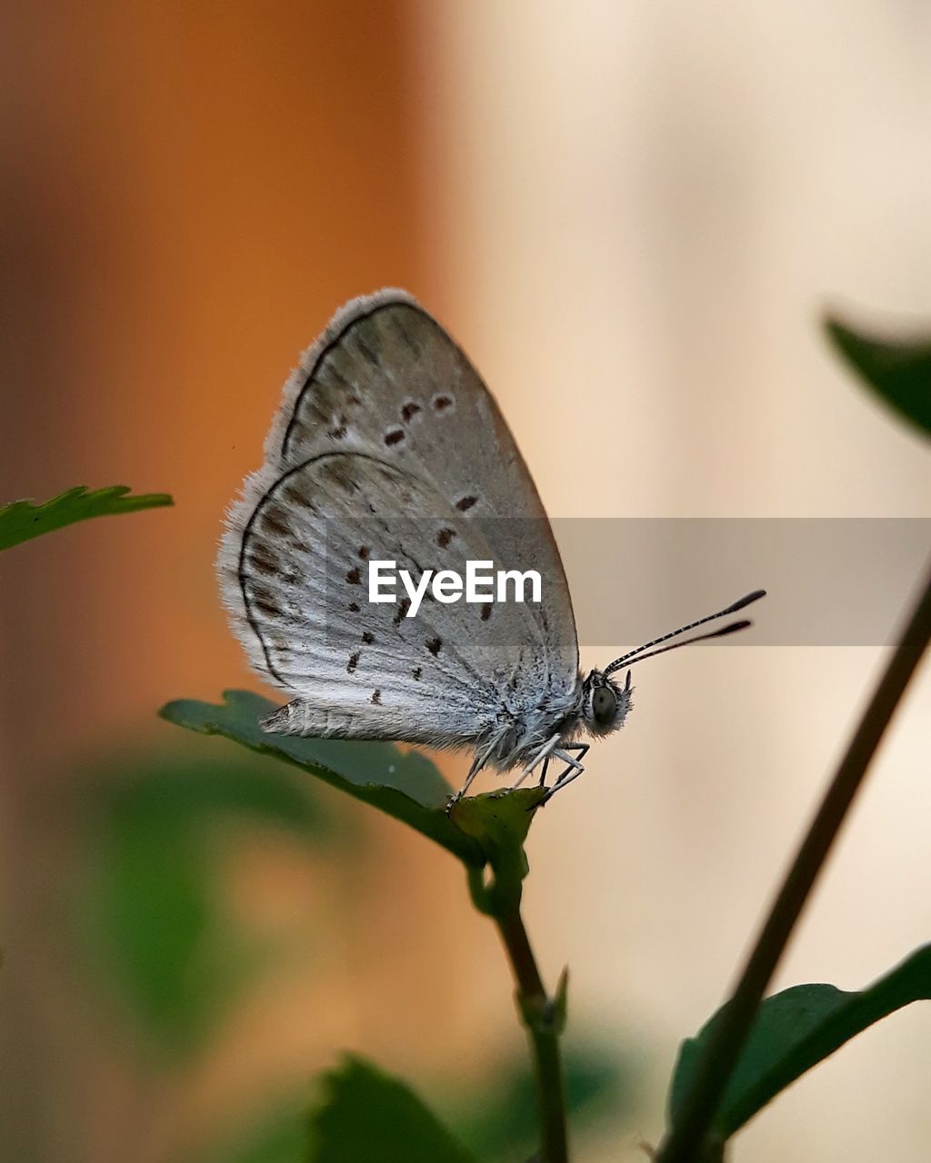 Close-up of butterfly pollinating flower