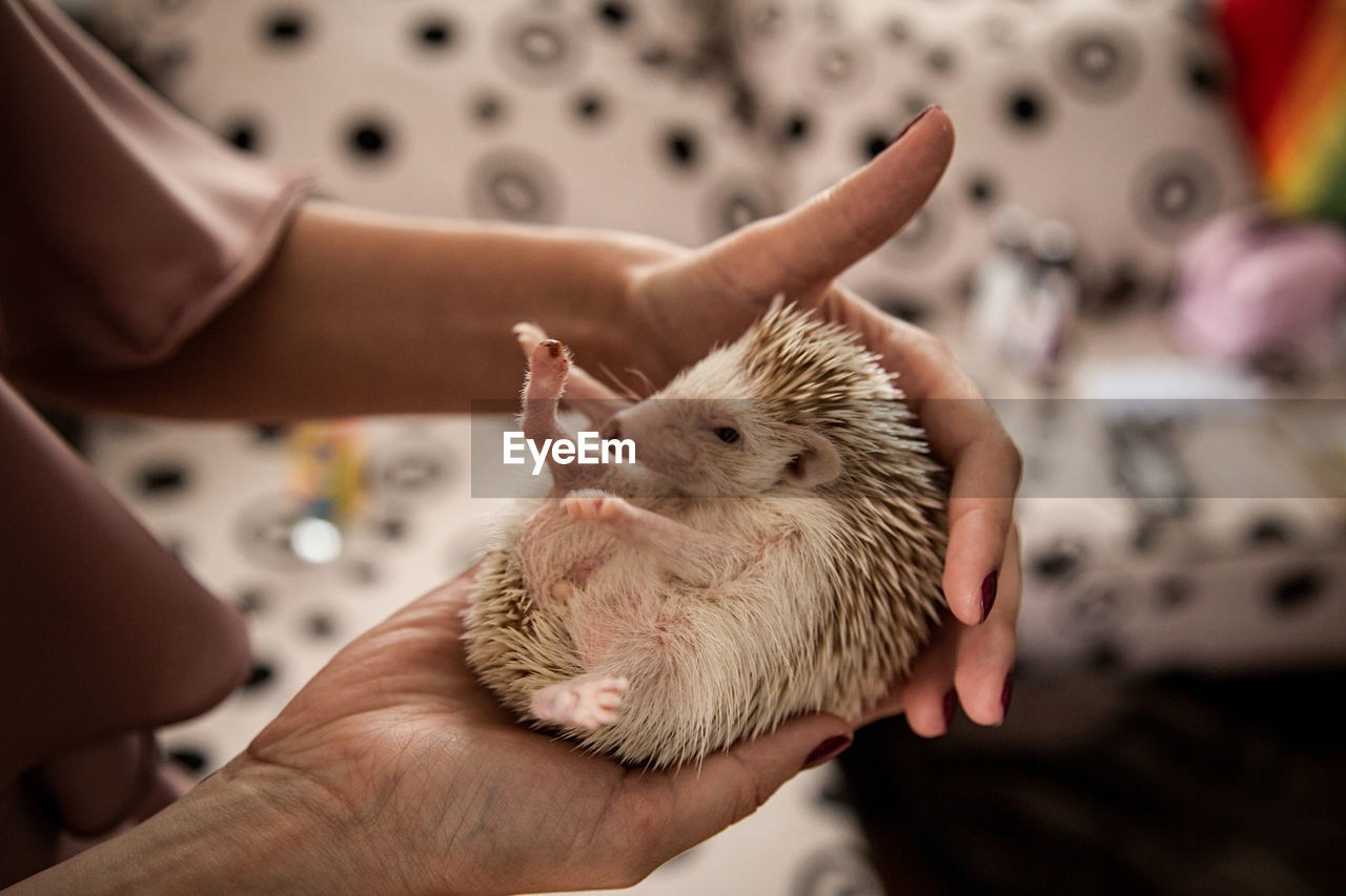 Midsection of person holding hedgehog