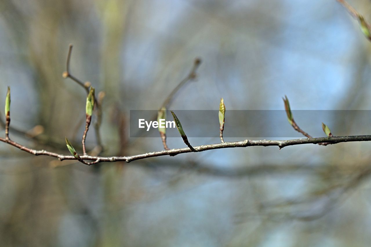 Low angle view of plant against blurred background