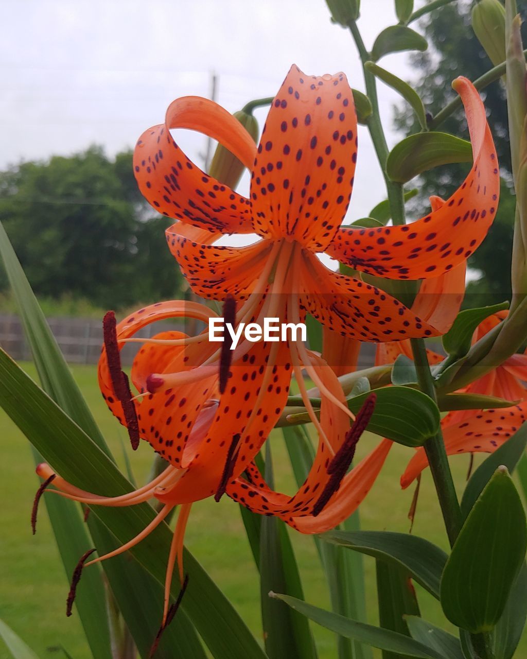 CLOSE-UP OF ORANGE LILY PLANT IN GARDEN