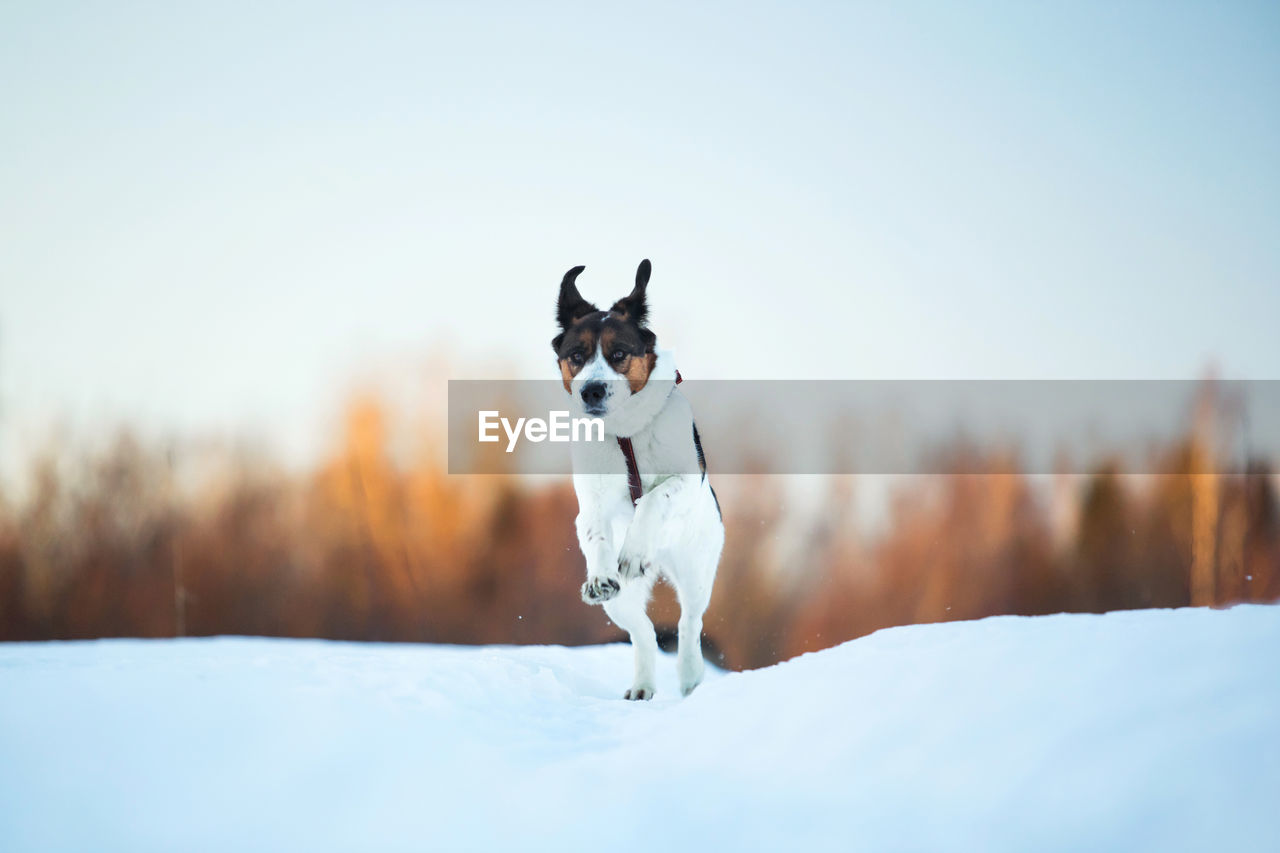 Portrait of dog running on snow covered land