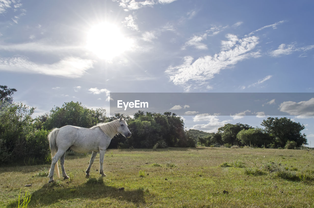 Horse standing on field against sky