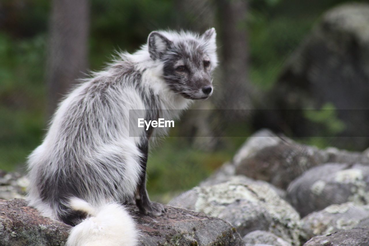 Raccoon sitting on rocks