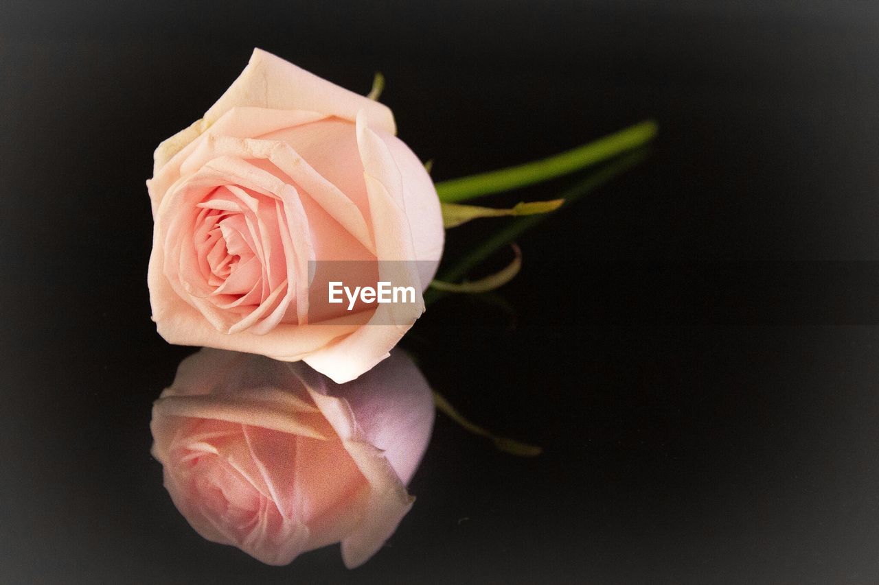 Close-up of pink rose on glass table against black background