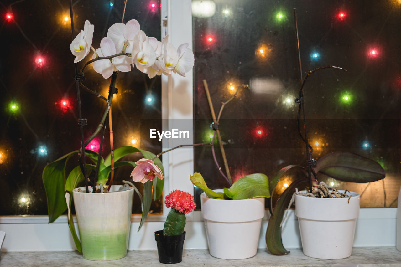 Potted plant on table against illuminated wall at night