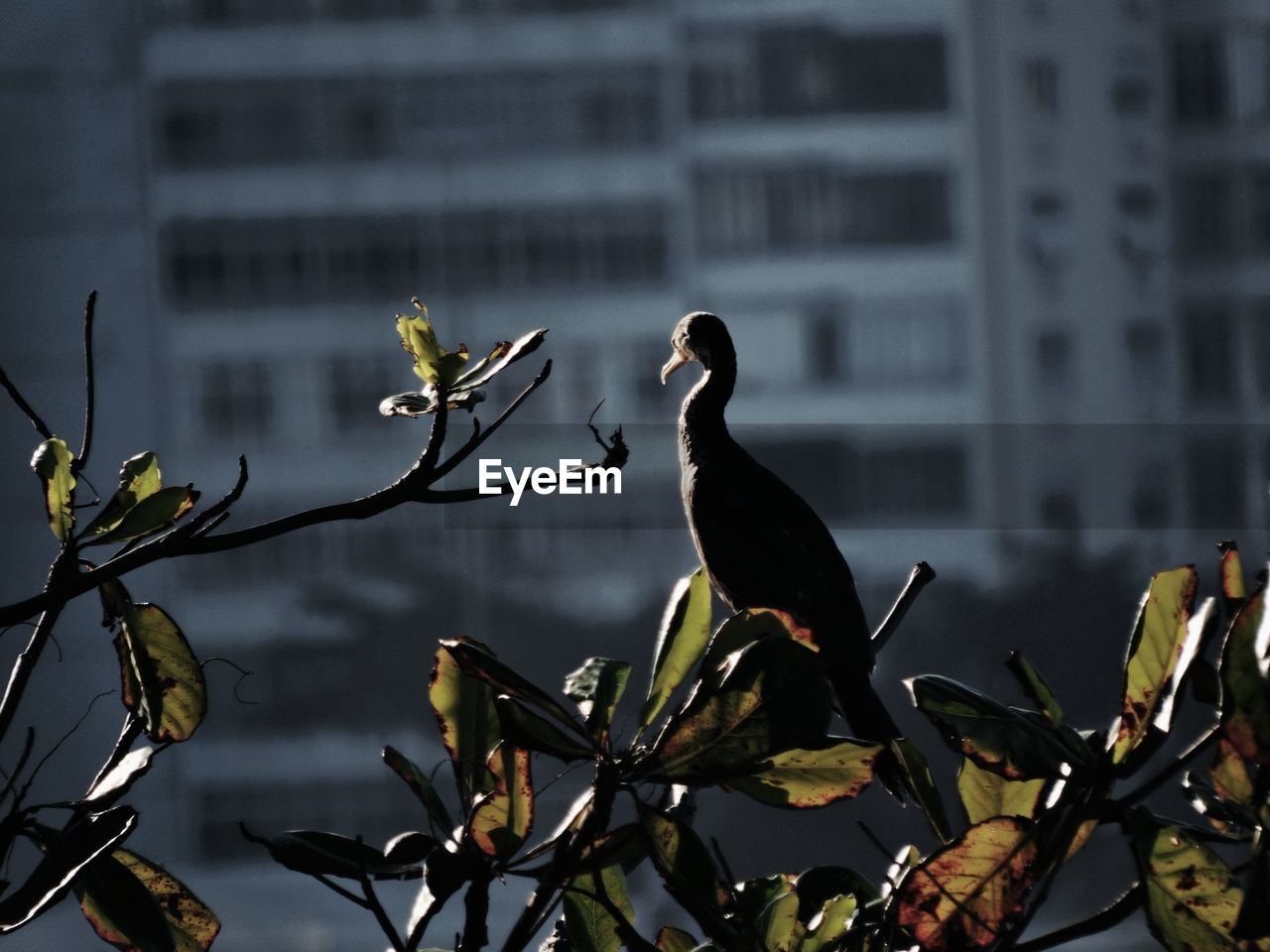 Bird perching on branch