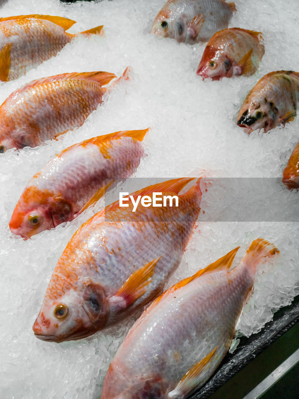 HIGH ANGLE VIEW OF FISH FOR SALE AT MARKET