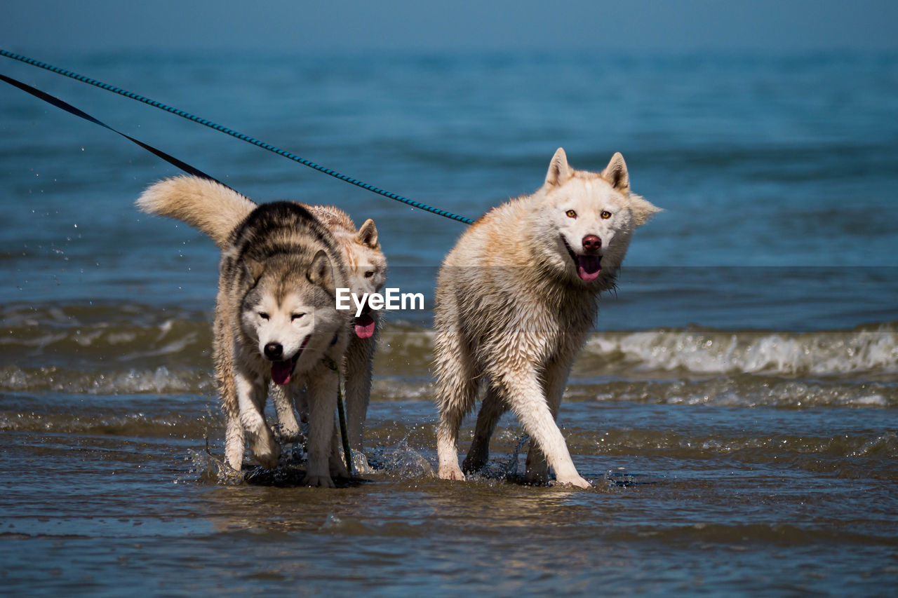 Siberian huskies on a leash enjoying the sea