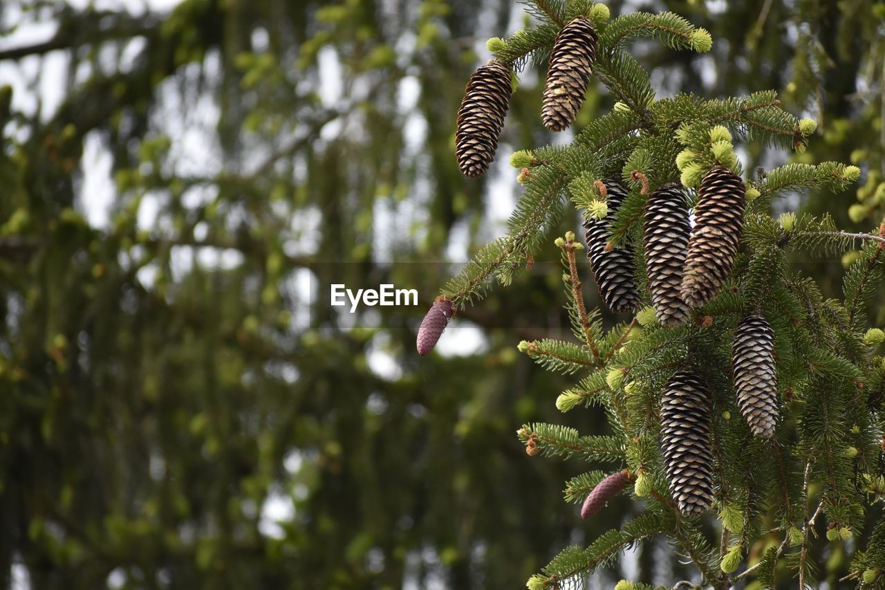 Close-up of plant growing on tree