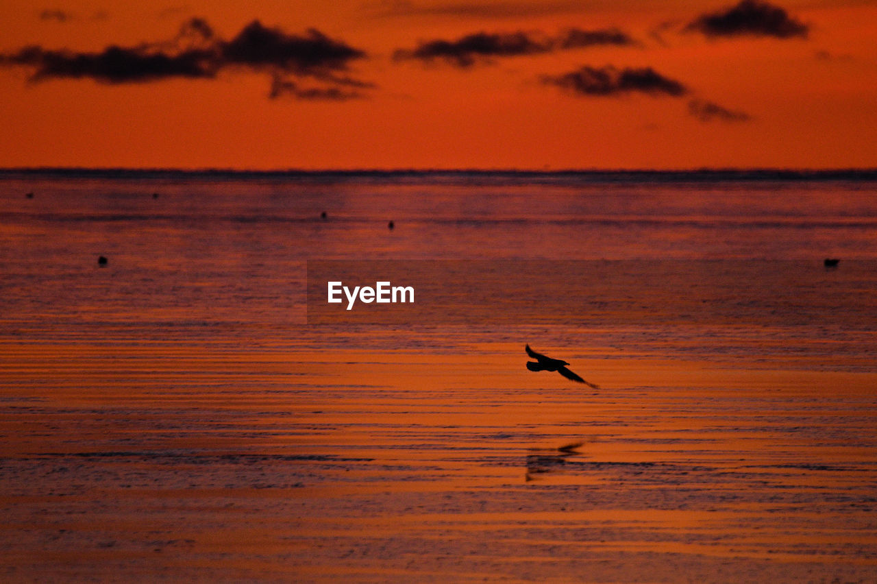 Silhouette bird flying over sea against orange sky