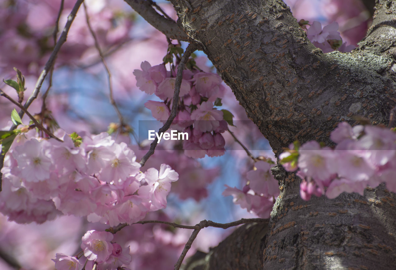 CLOSE-UP OF PINK CHERRY BLOSSOM TREE