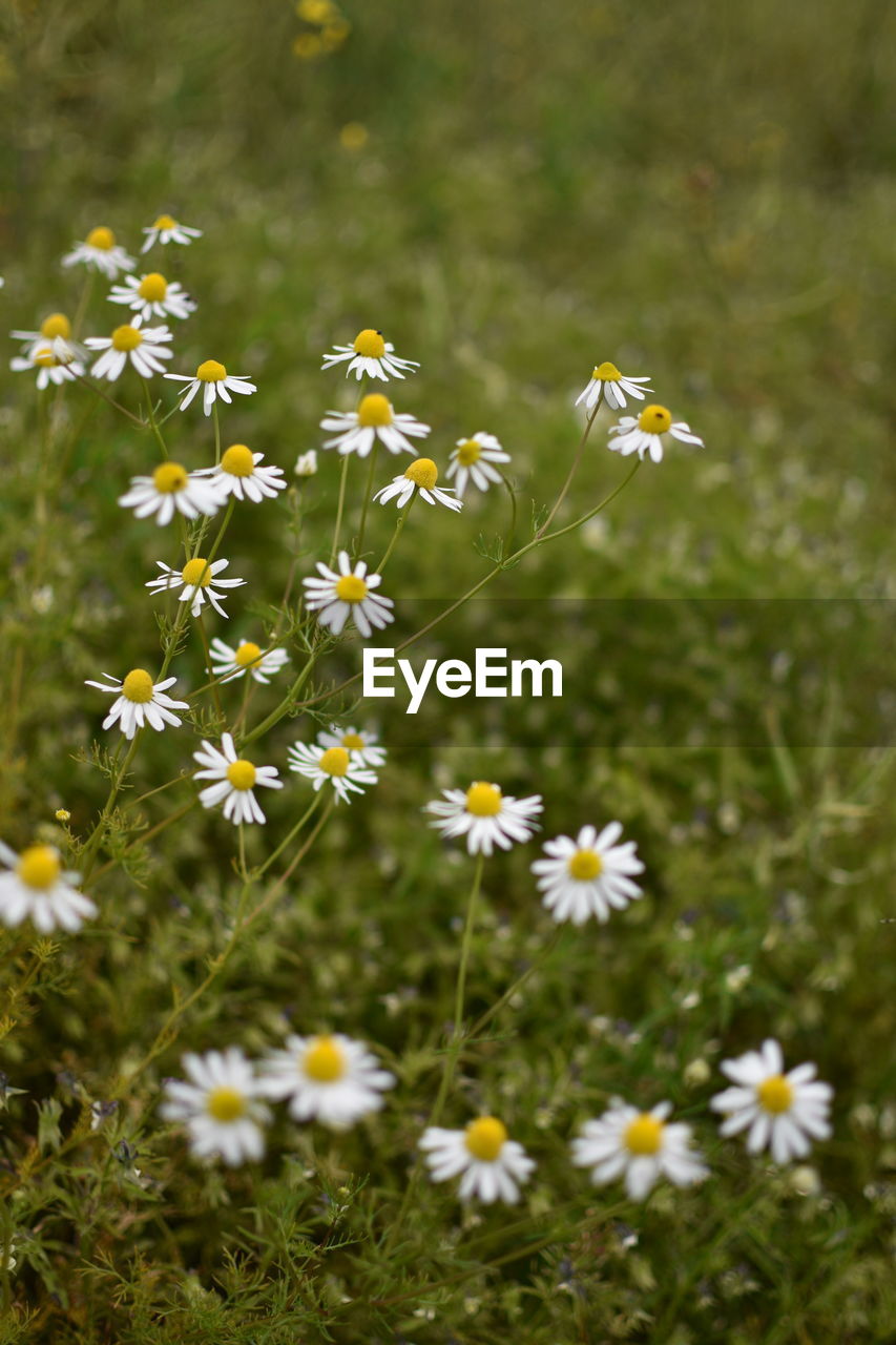 CLOSE-UP OF WHITE DAISY FLOWERS ON PLANT