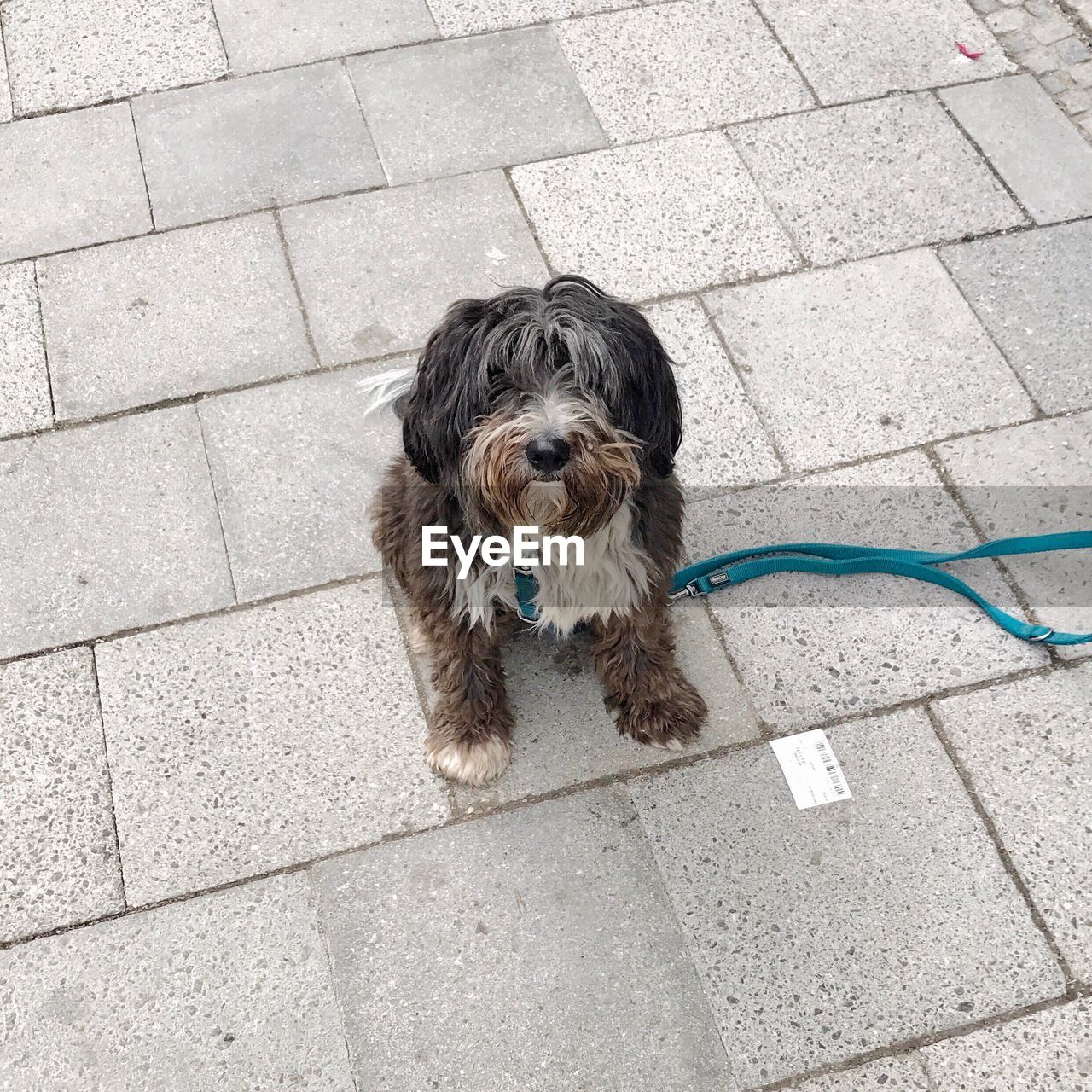 High angle view of bearded collie with pet leash sitting on paving street