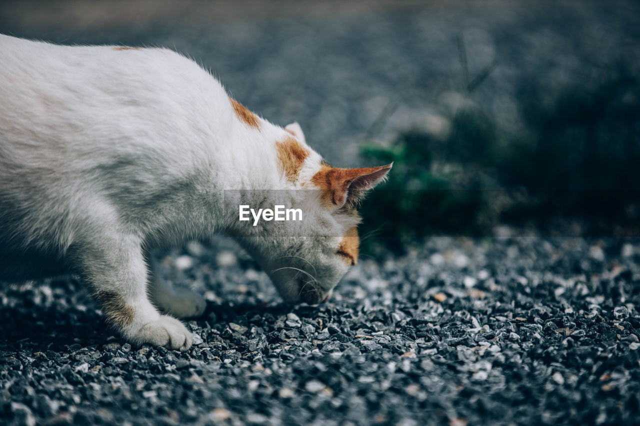 VIEW OF A CAT ON STREET