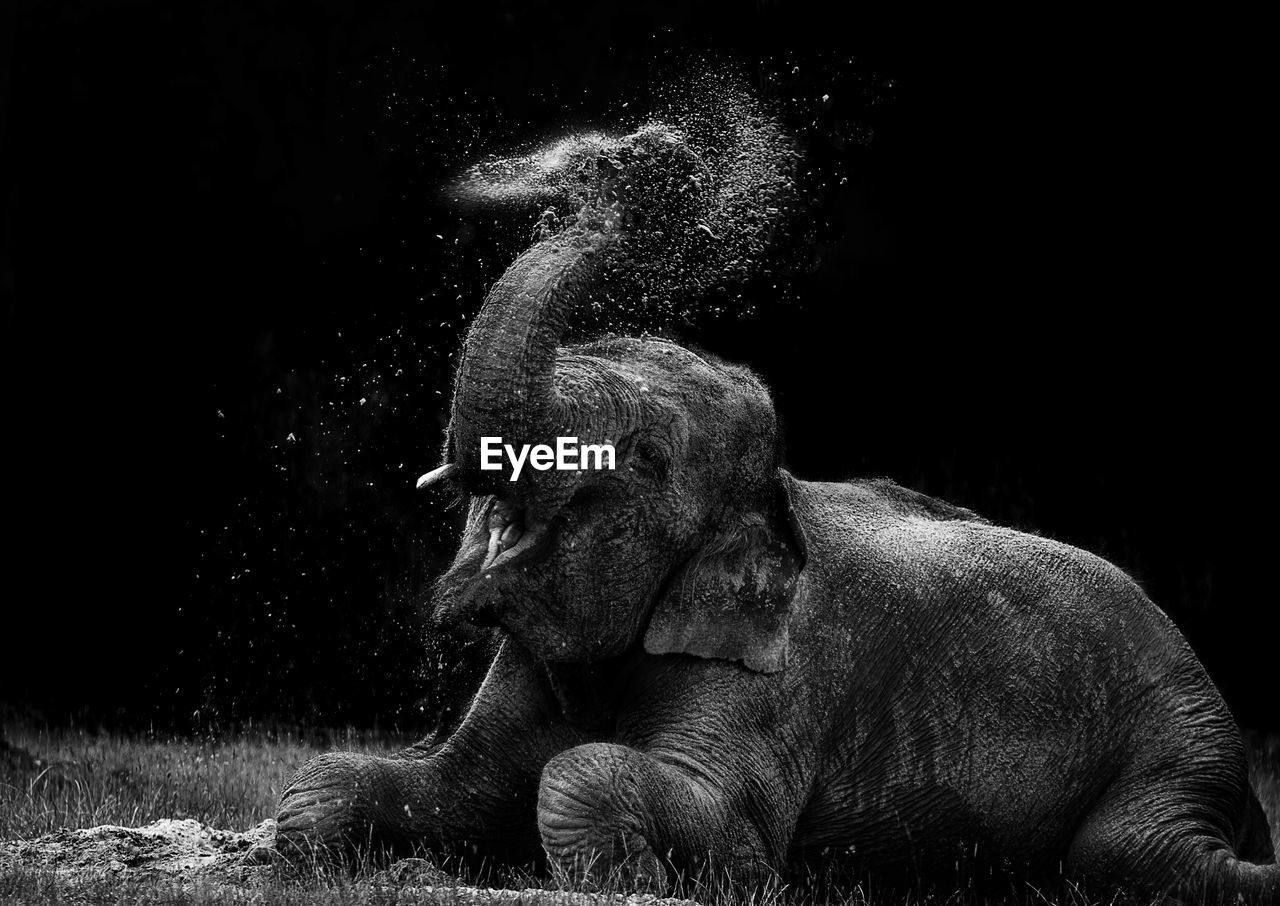 Elephant splashing water on field