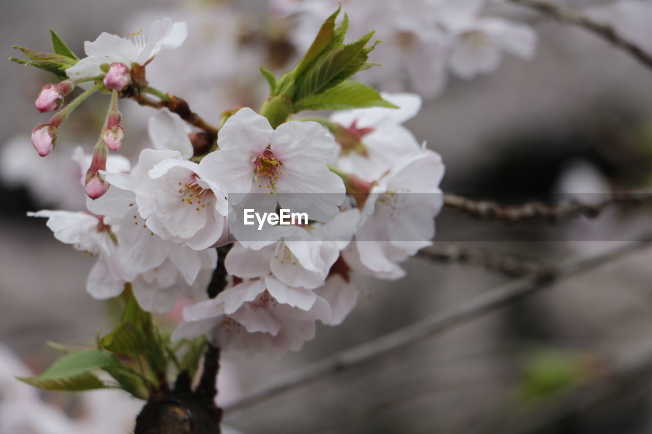 APPLE BLOSSOMS IN SPRING