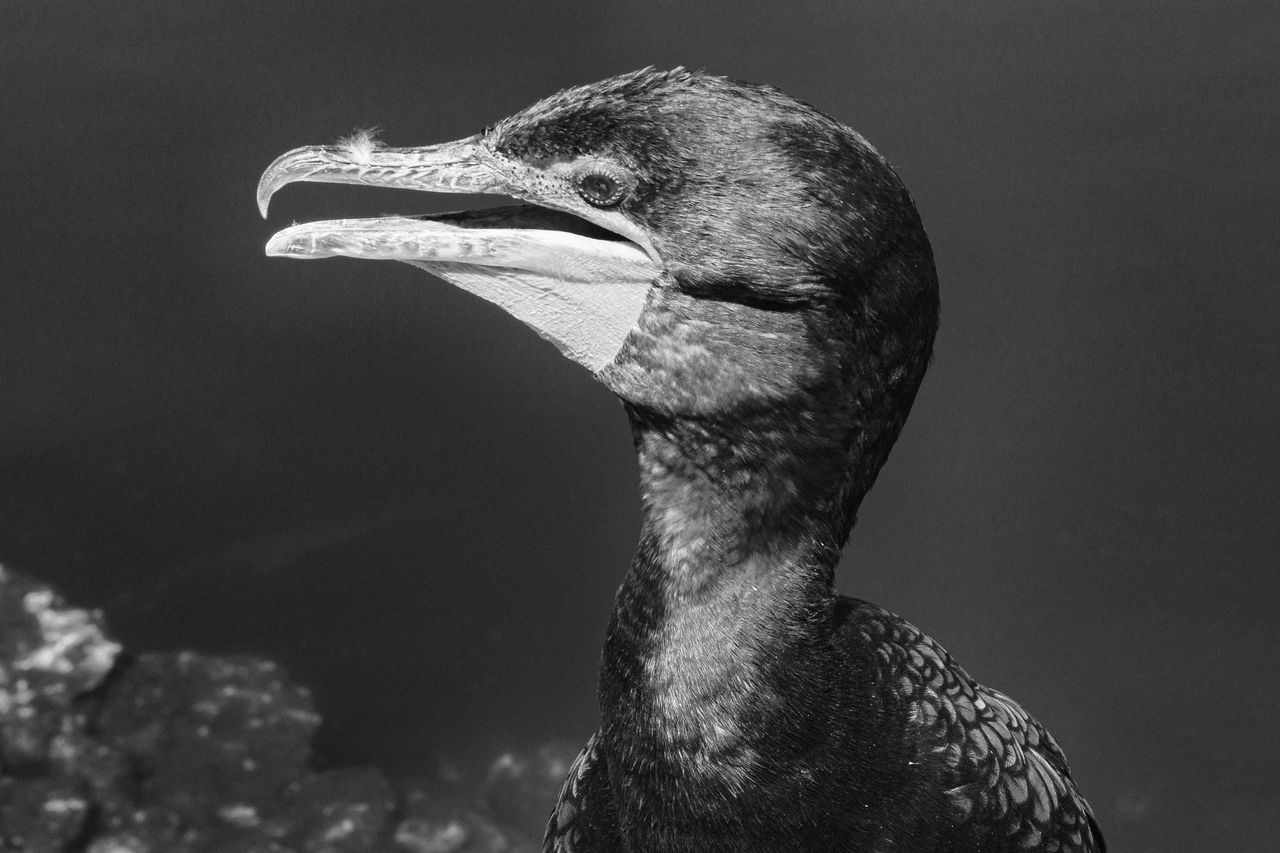 Close-up of a bird