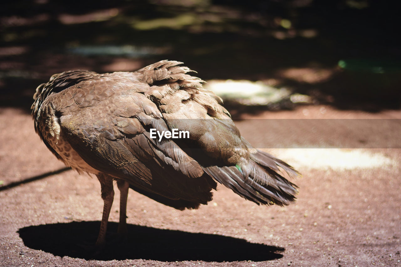 Close-up of an eagle without a head