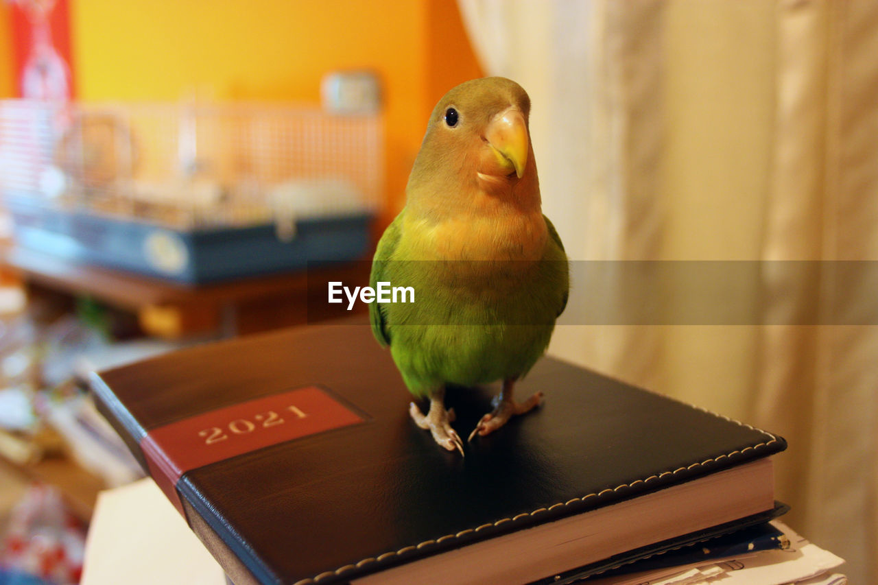 CLOSE-UP OF A BIRD PERCHING ON TABLE