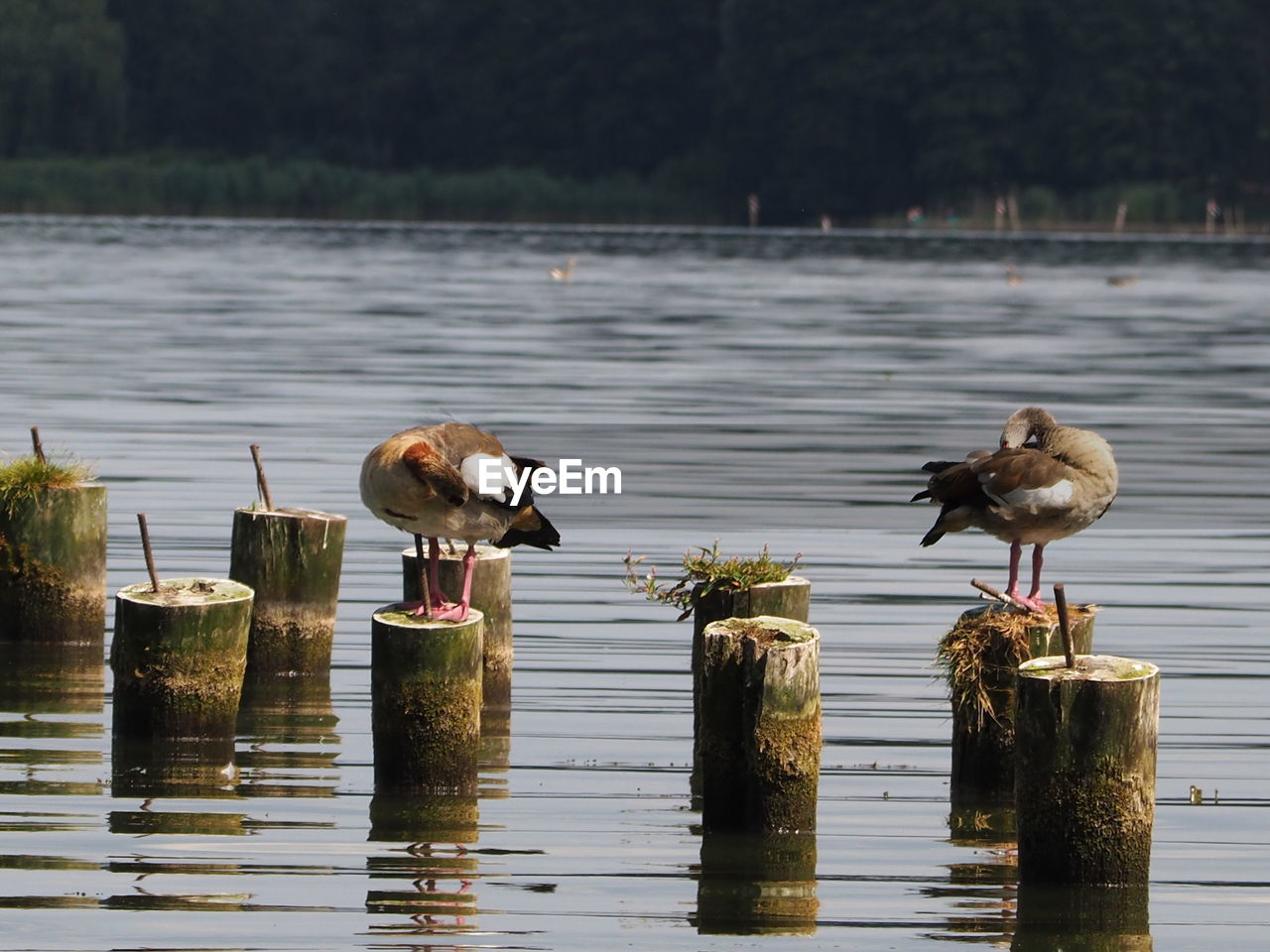 Birds perching on wooden post in lake