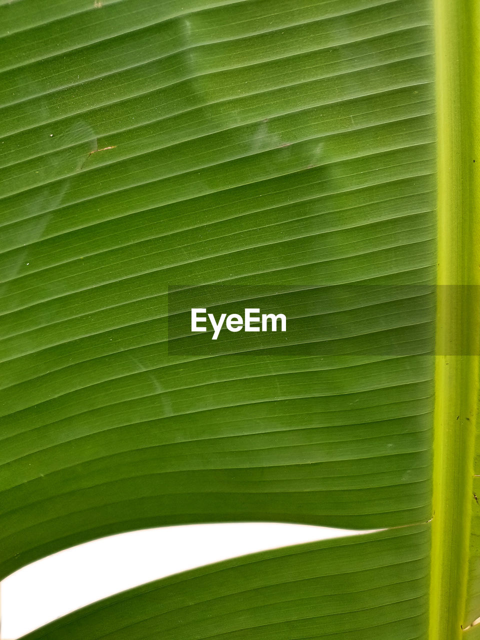 FULL FRAME SHOT OF PALM LEAF WITH LEAVES