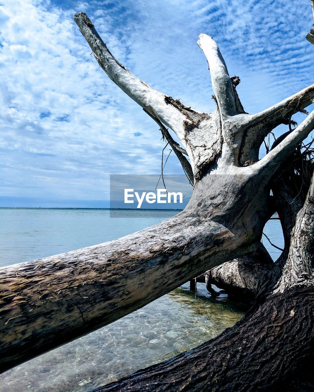 DRIFTWOOD ON TREE TRUNK BY SEA