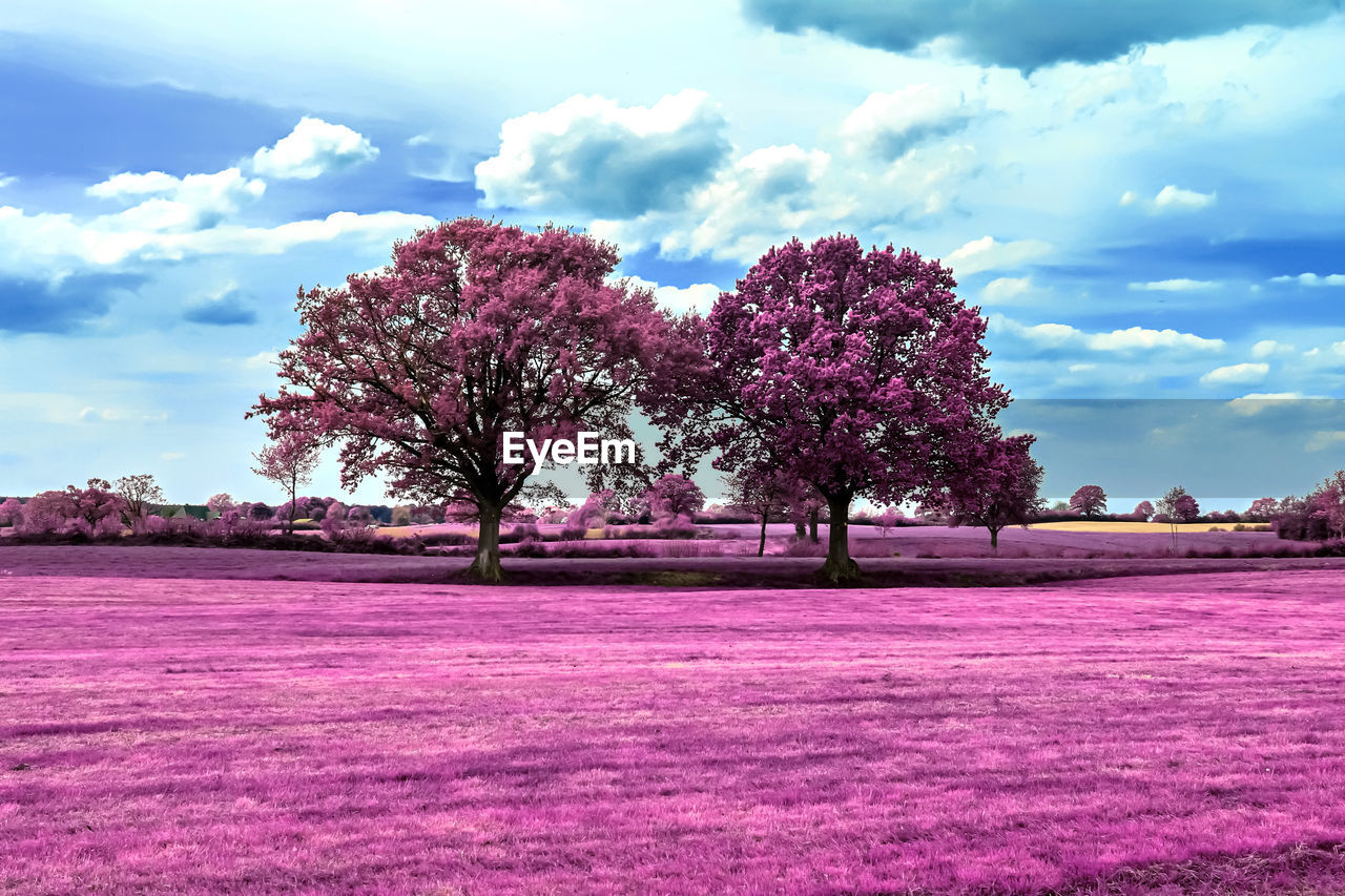 PINK FLOWERING TREES ON FIELD