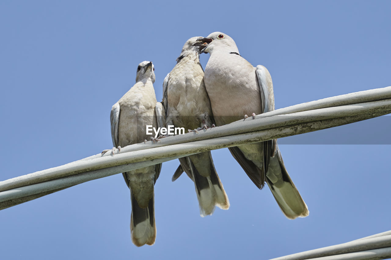 Turtledove to feed its puppies