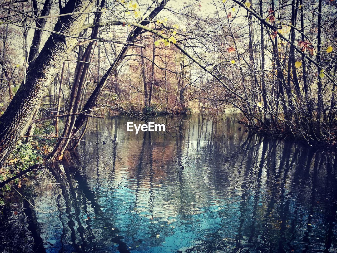 REFLECTION OF TREES IN WATER