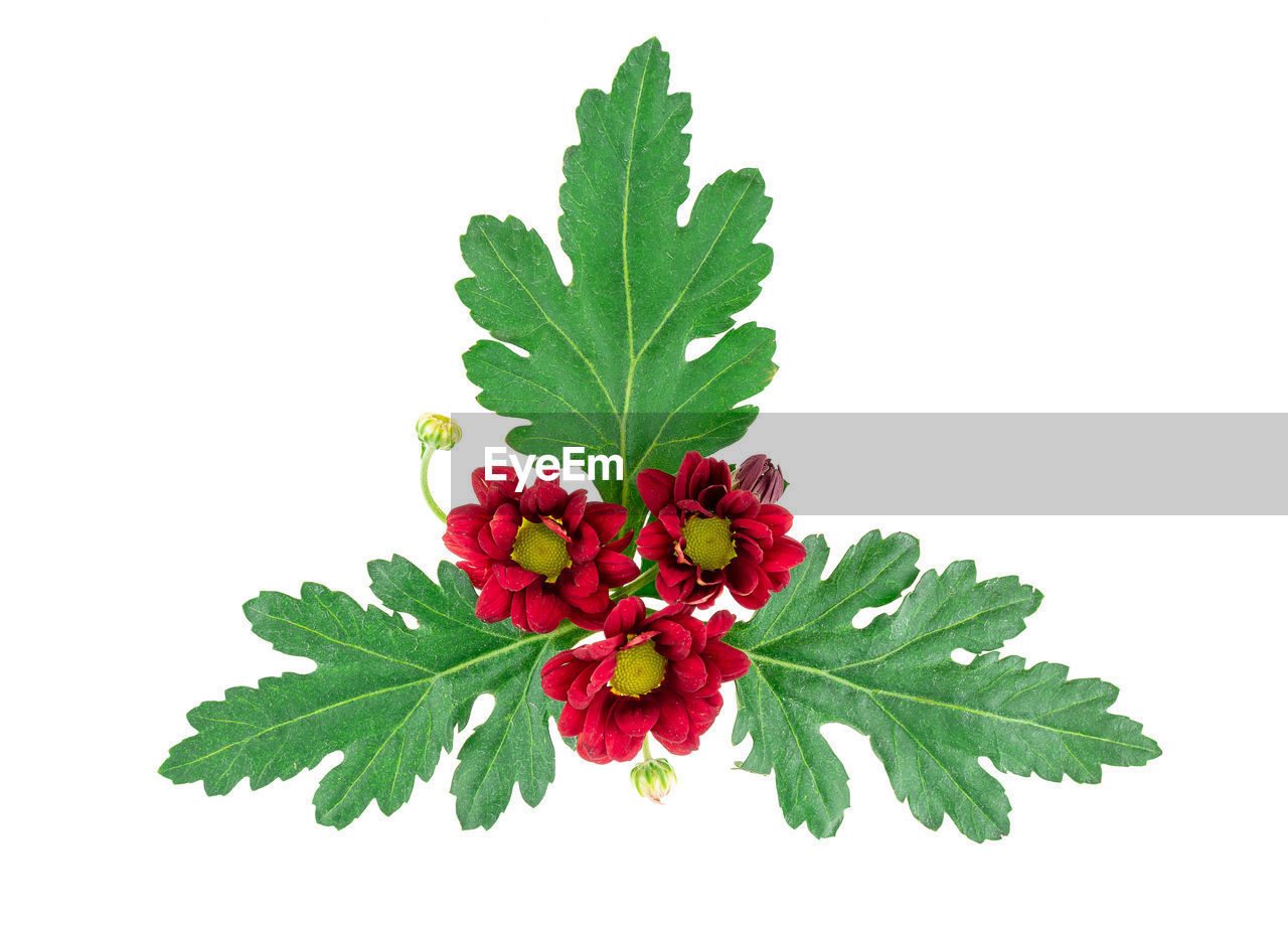 CLOSE-UP OF RED BERRIES ON WHITE BACKGROUND