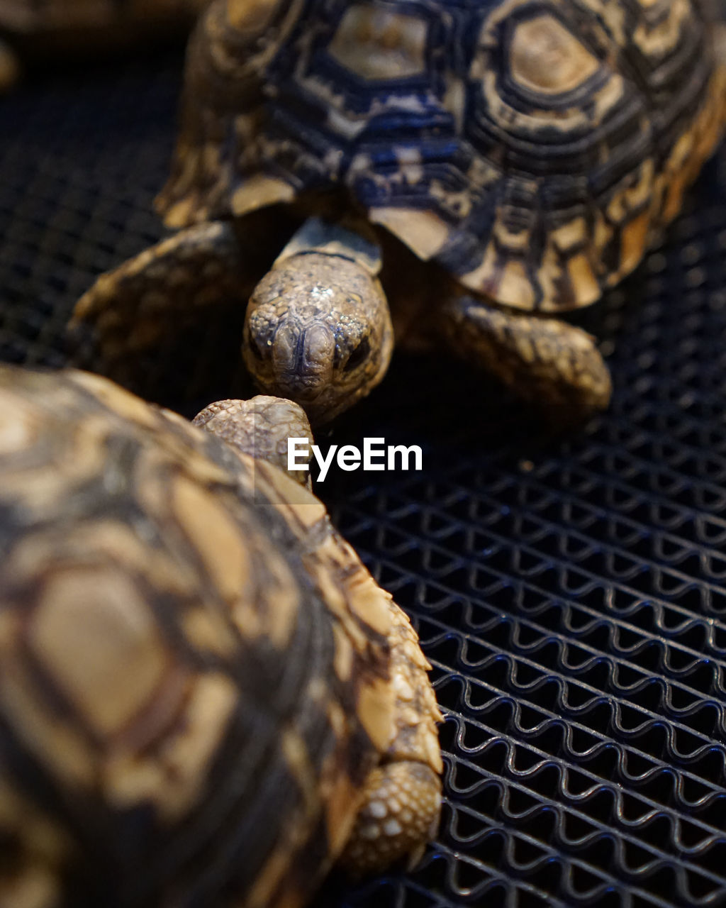 CLOSE-UP OF TURTLE ON METAL