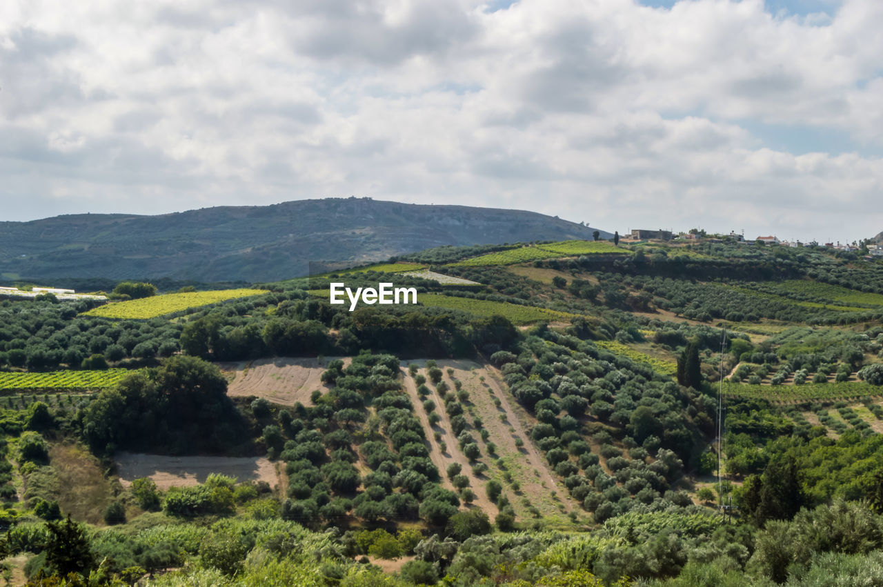 Panoramic view of the cretan landscape. typical for the region olive groves, fields of olive trees,