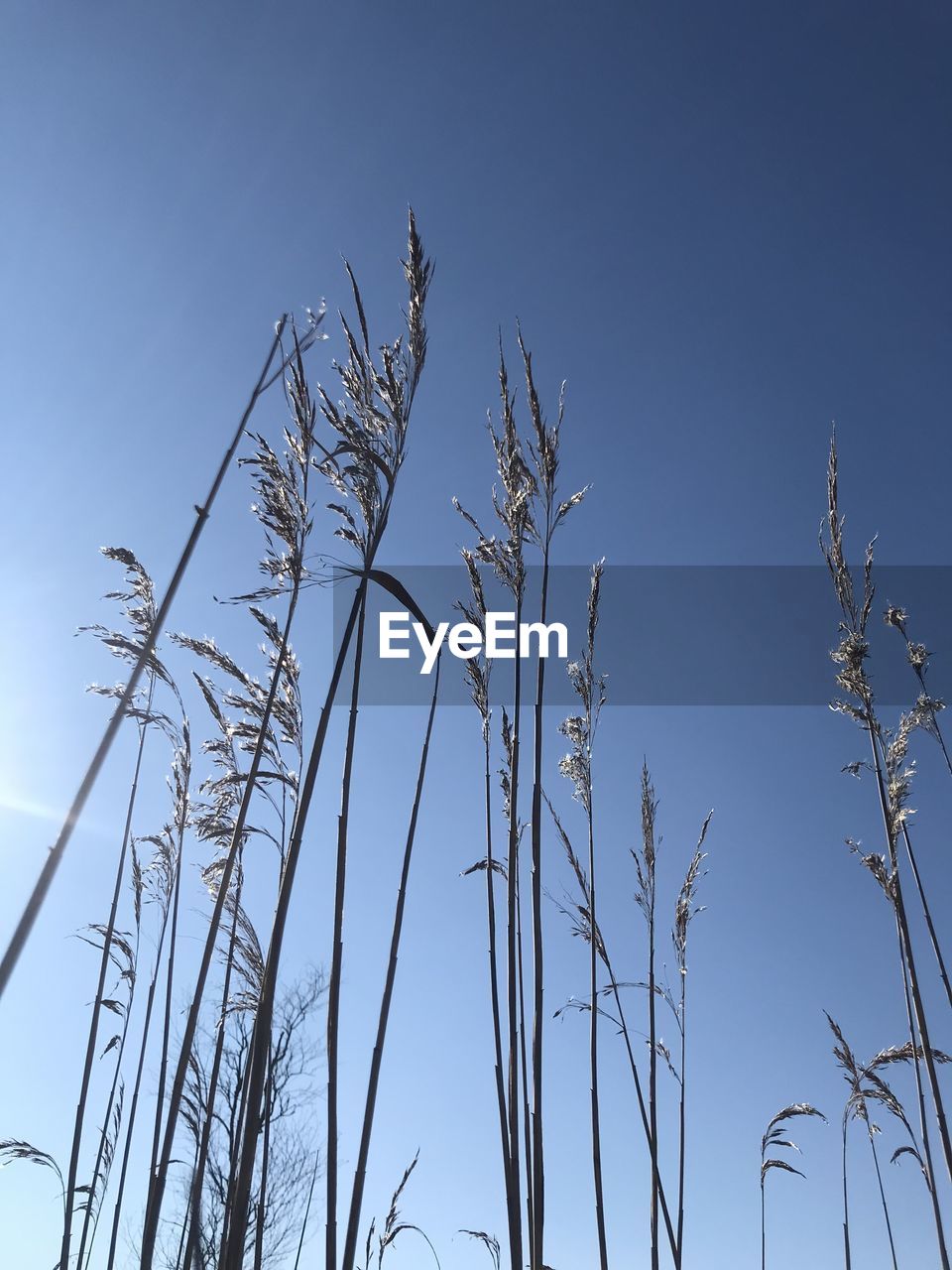 low angle view of bare tree against clear blue sky