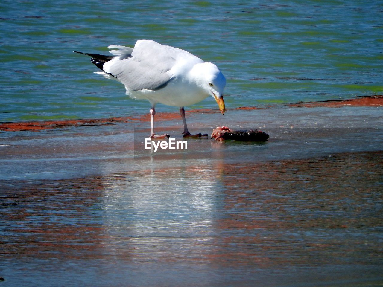 BIRDS ON WATER