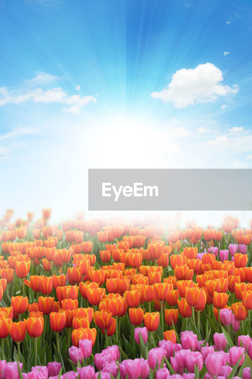 Scenic view of flowering plants on field against sky